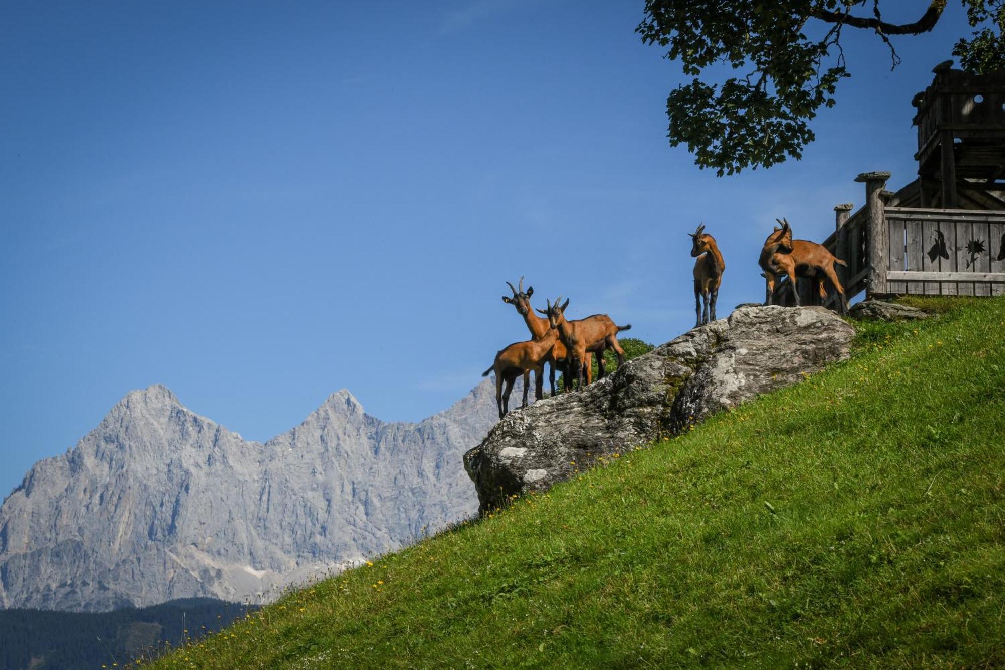 Strickhof Villa Schladming Exterior photo